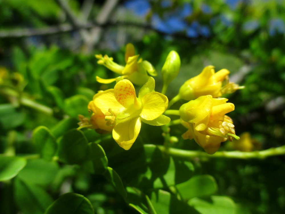 Image of Caesalpinia ferrea specimen.