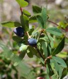 Lonicera stenantha. Плодоносящая ветвь. Кыргызстан, Нарынская обл., левый берег р. Нарын, долина руч. Бурган-Суу. 11.07.2015.