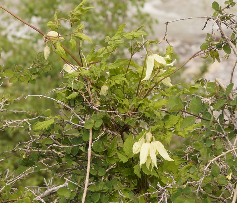 Image of Atragene sibirica specimen.