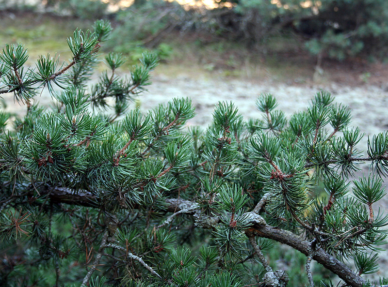 Image of Pinus banksiana specimen.