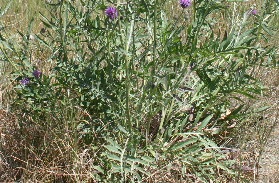 Image of Centaurea adpressa specimen.