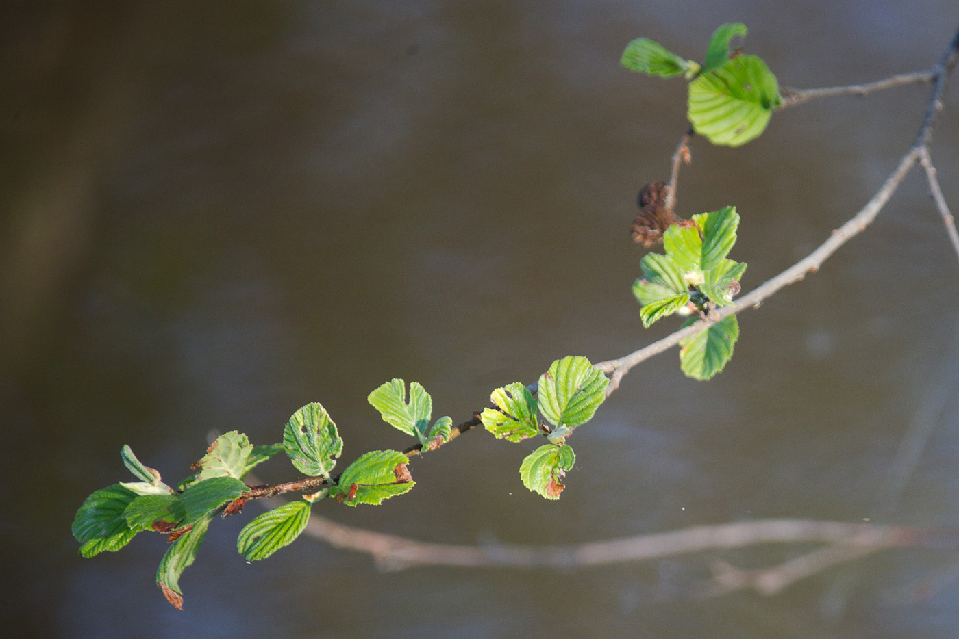 Изображение особи Alnus incana.