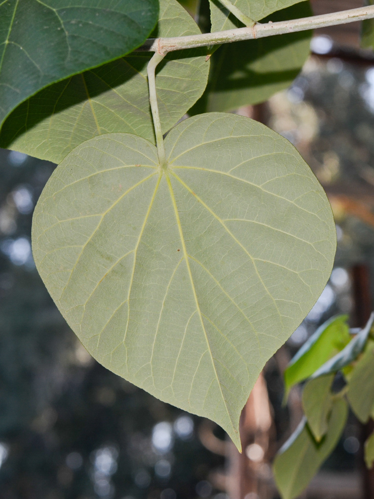 Image of Hibiscus elatus specimen.