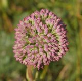 Hylotelephium triphyllum. Раскрывающееся соцветие. Восточный Казахстан, Кокпектинский р-н, 25 км в горы от с. Пантелеймоновка, 1000 м н.у.м., сопка. 19.07.2015.