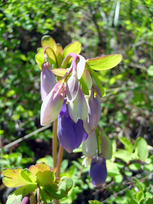 Image of Aquilegia sibirica specimen.