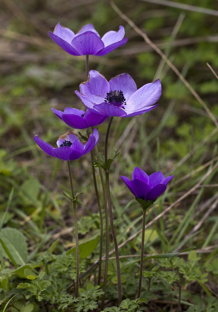 Изображение особи Anemone coronaria.