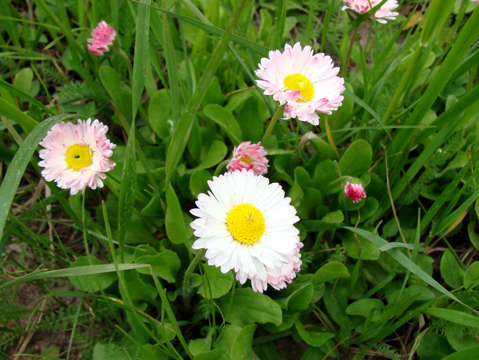 Image of Bellis perennis specimen.