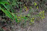 Bupleurum komarovianum