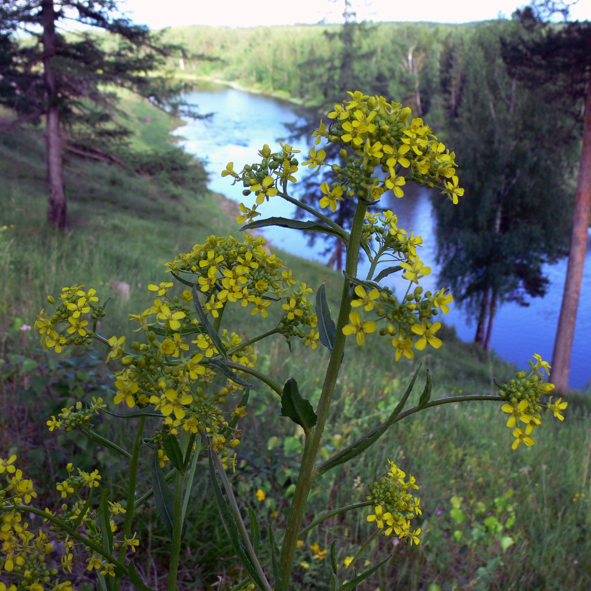 Image of Bunias orientalis specimen.