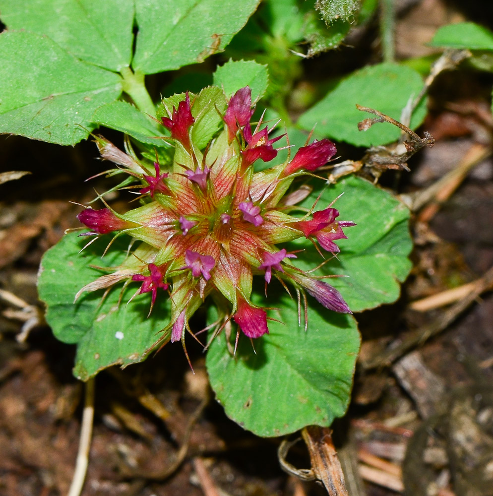 Image of Trifolium spumosum specimen.