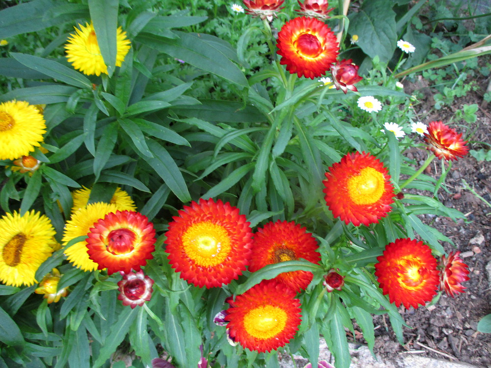 Image of Xerochrysum bracteatum specimen.