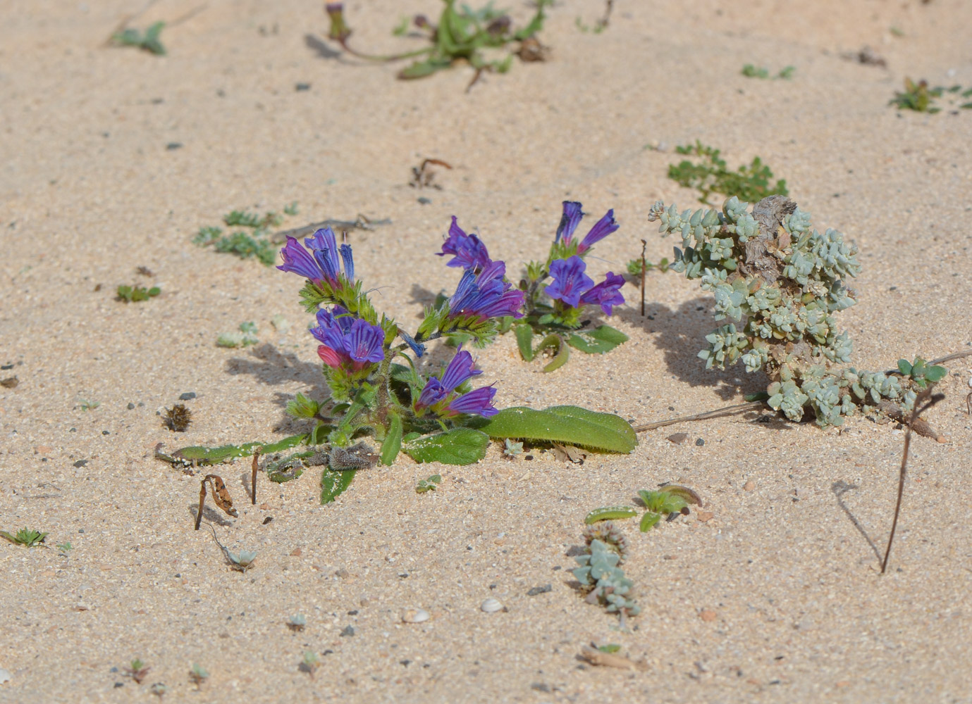 Изображение особи Echium bonnetii.