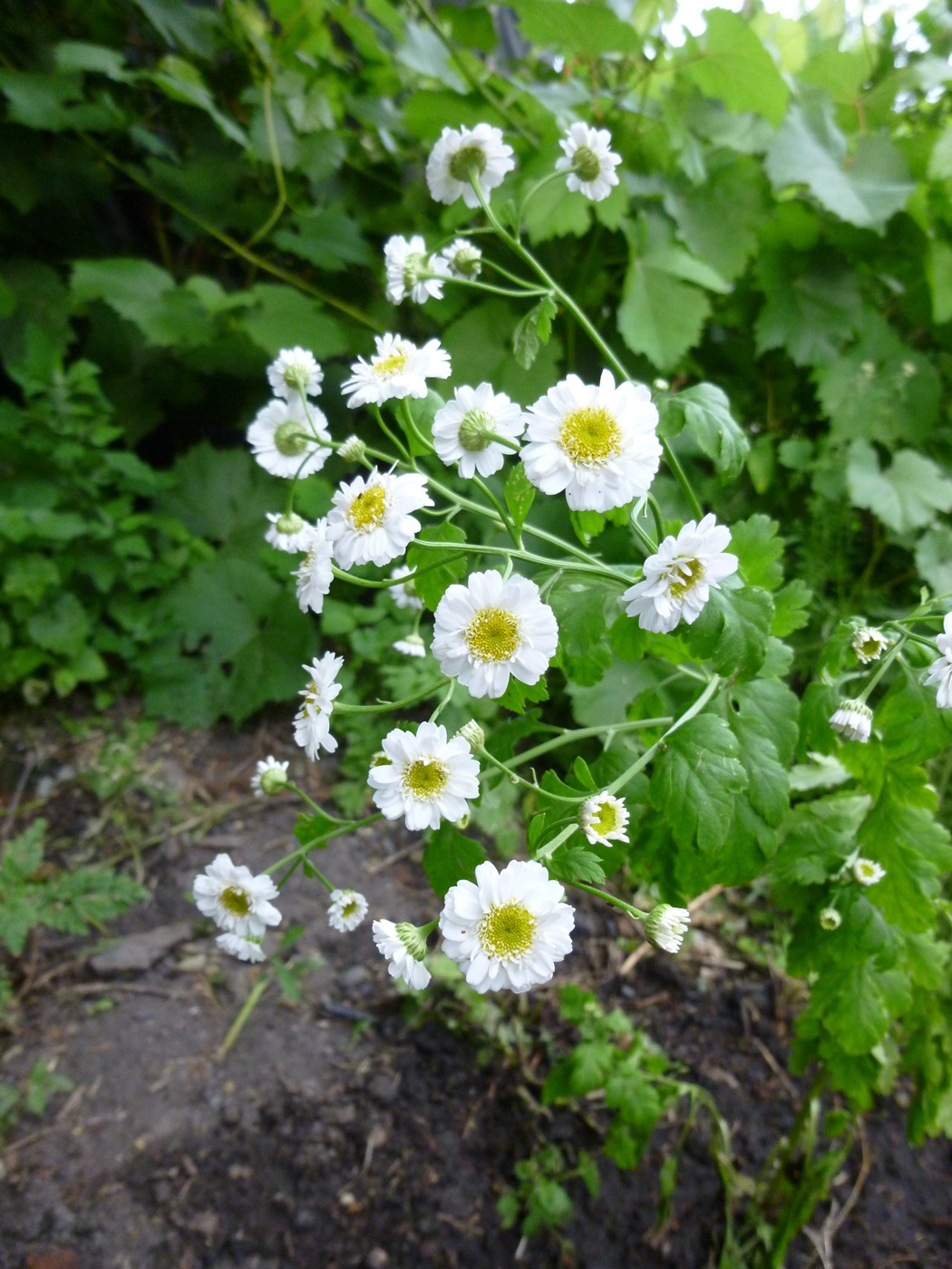 Image of Pyrethrum parthenium specimen.