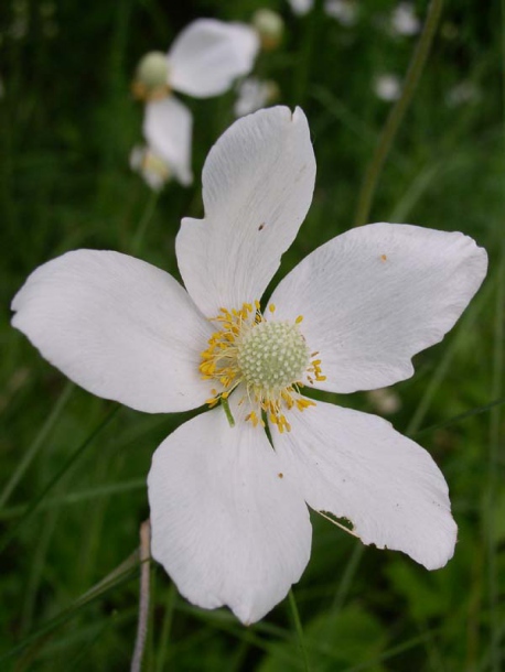 Image of Anemone sylvestris specimen.