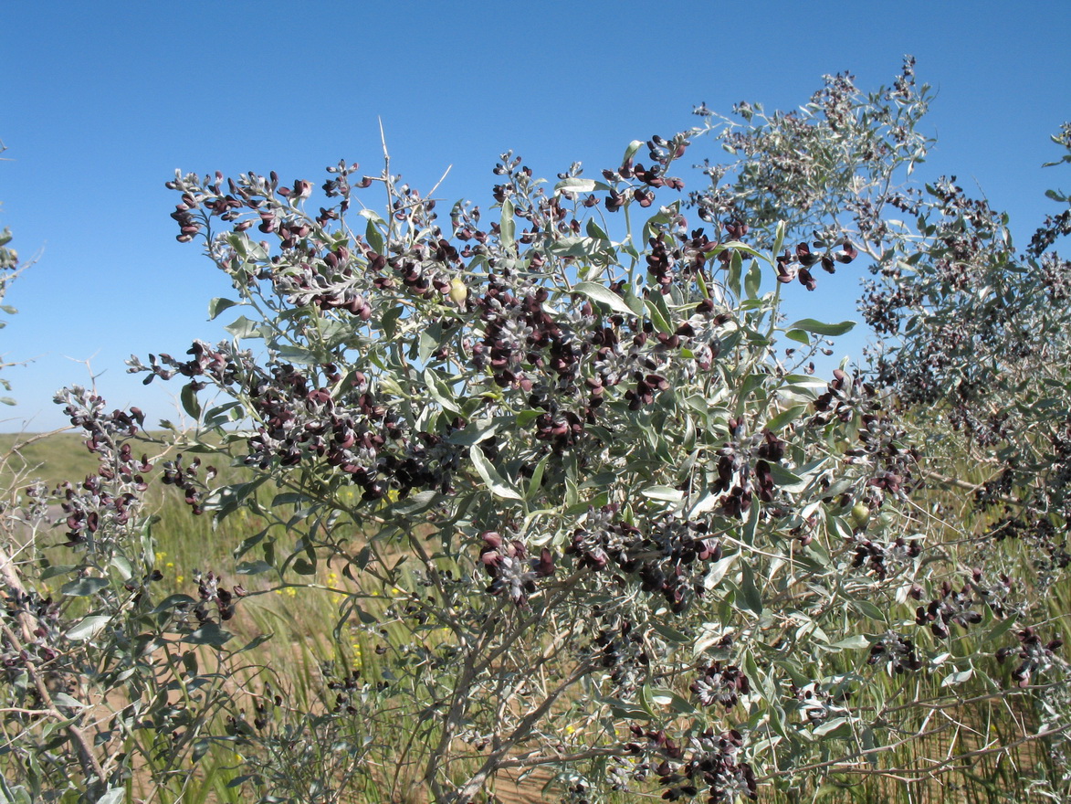 Image of Ammodendron bifolium specimen.