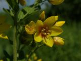 Lysimachia vulgaris