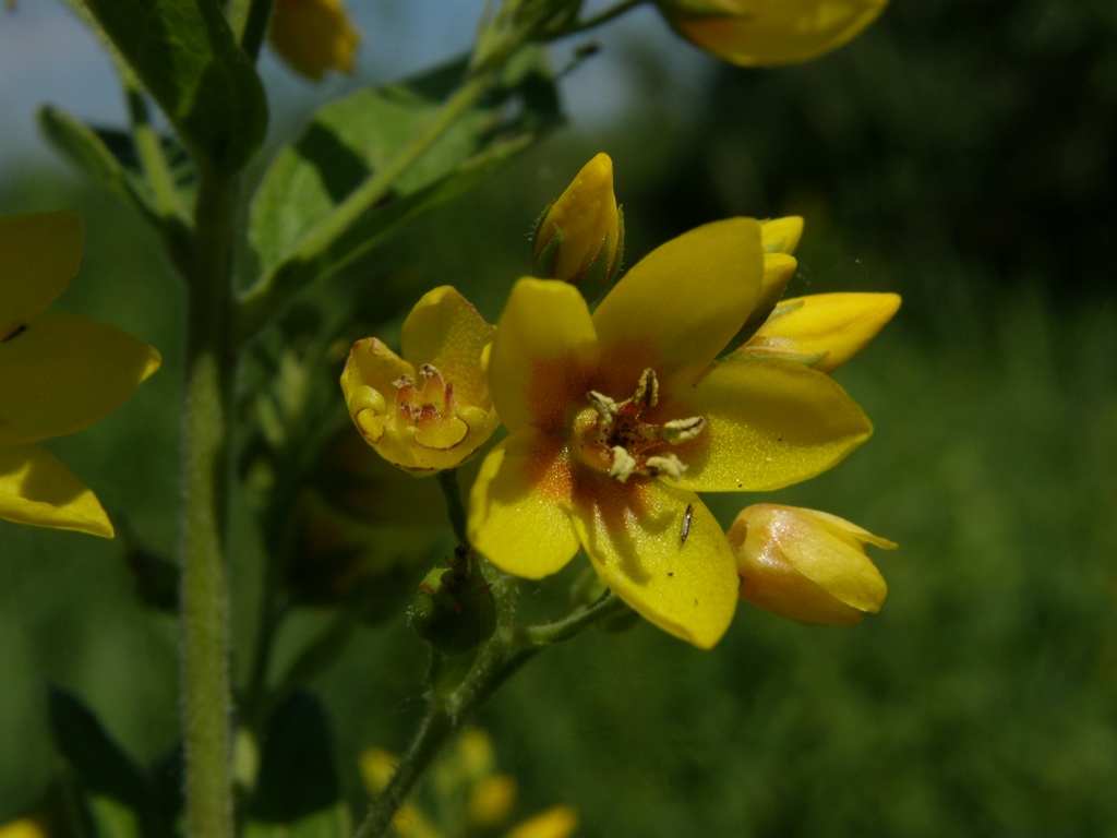 Изображение особи Lysimachia vulgaris.