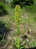 Orchis punctulata