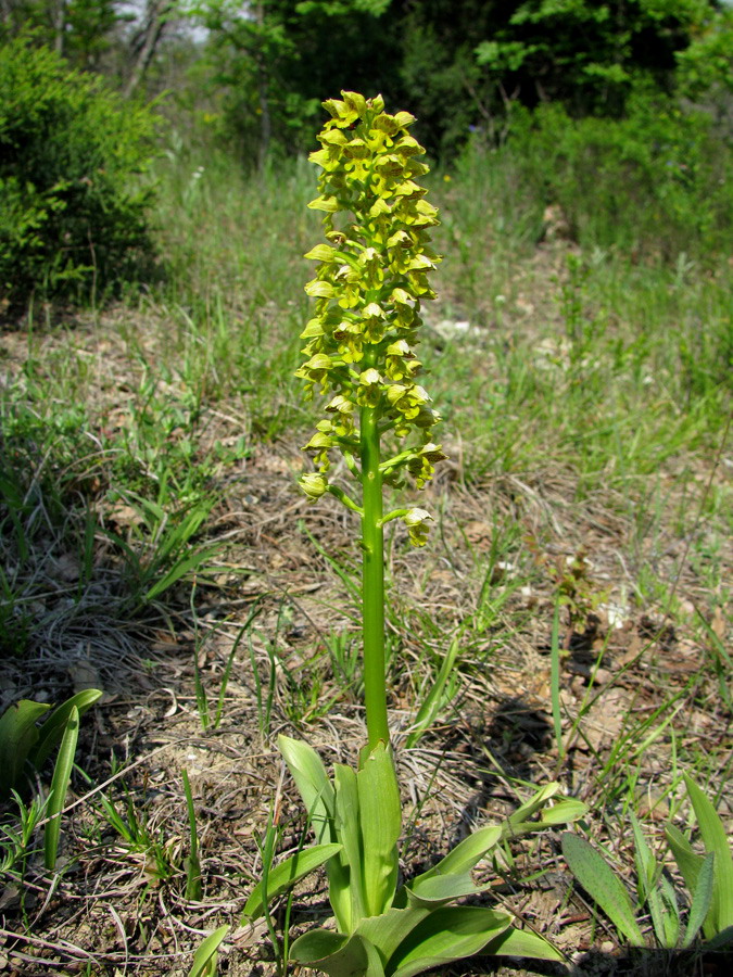 Изображение особи Orchis punctulata.