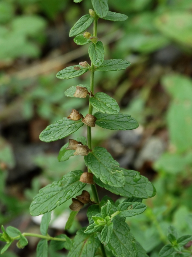 Image of Scutellaria strigillosa specimen.