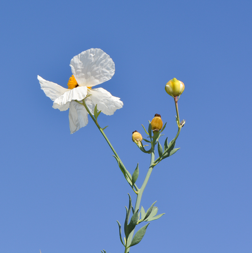 Изображение особи Romneya coulteri.