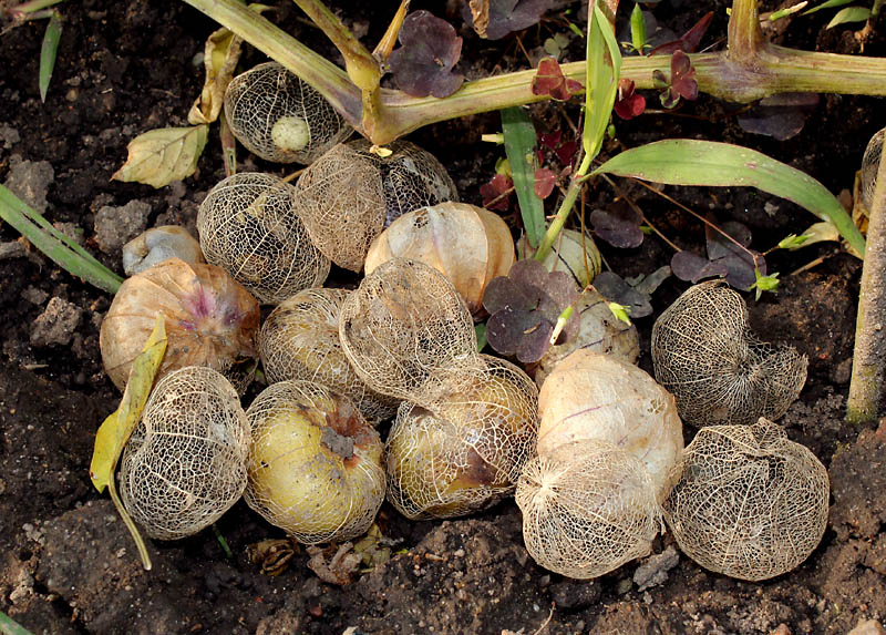 Image of Physalis ixocarpa specimen.