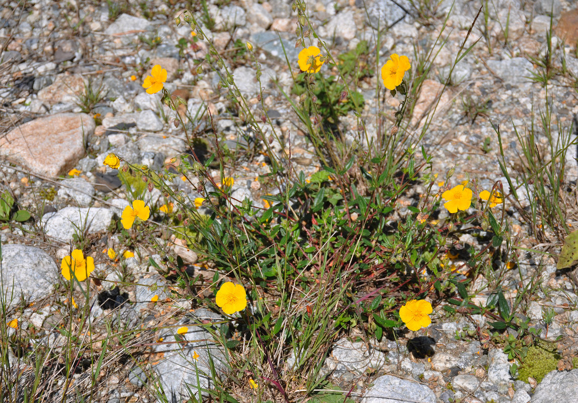 Image of Helianthemum nummularium specimen.