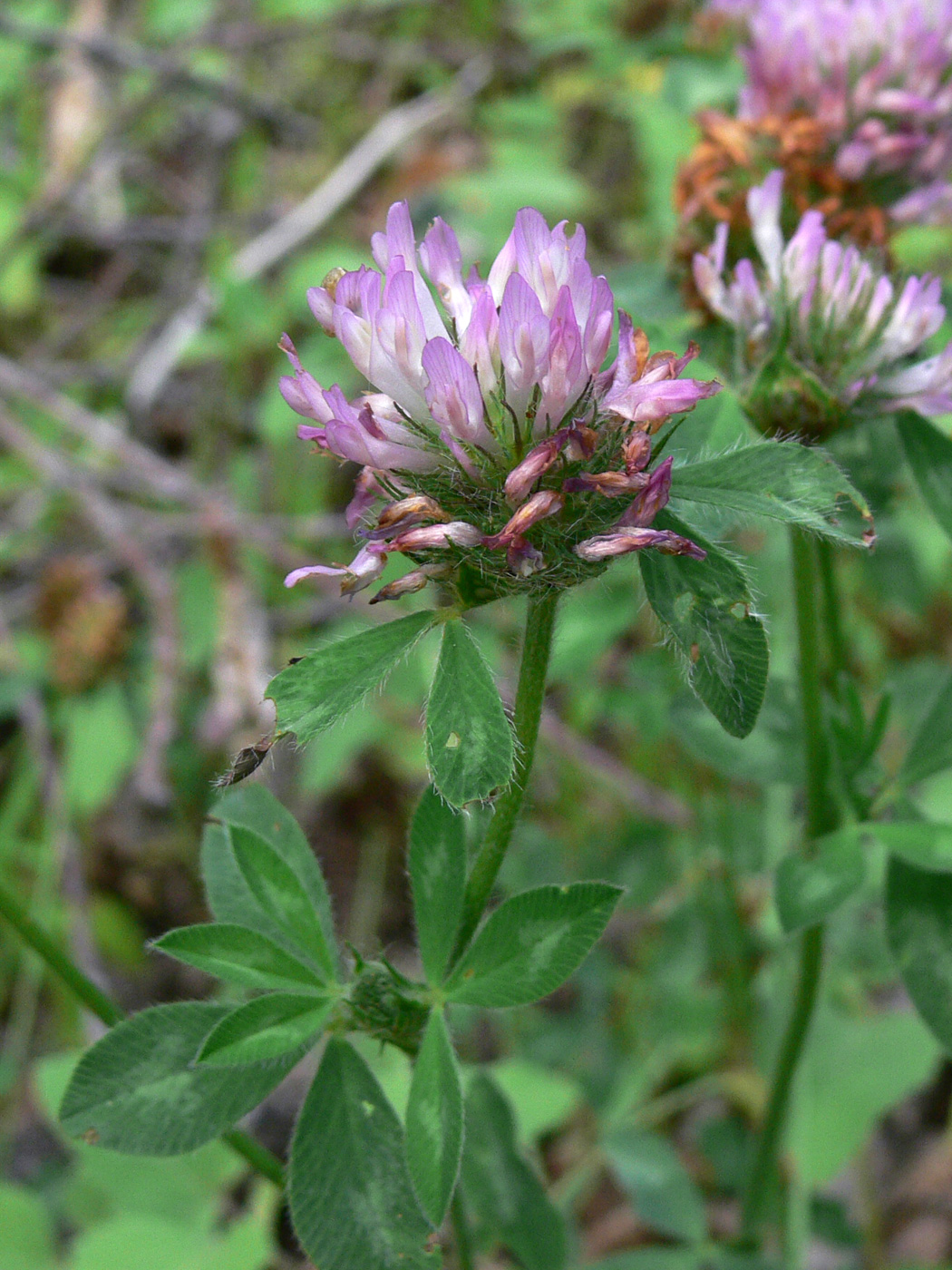 Image of Trifolium pratense specimen.