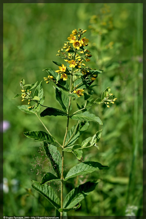 Изображение особи Lysimachia vulgaris.