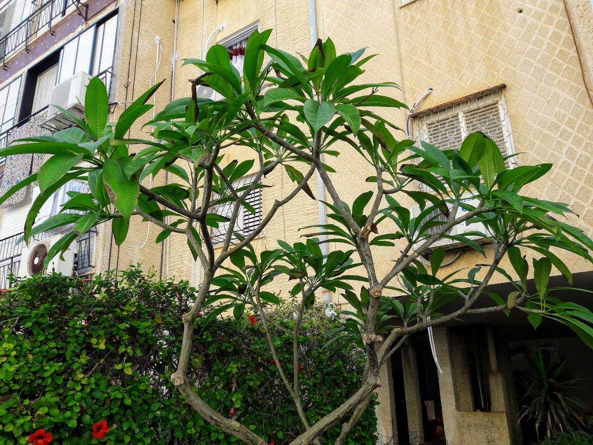 Image of Plumeria rubra var. acutifolia specimen.