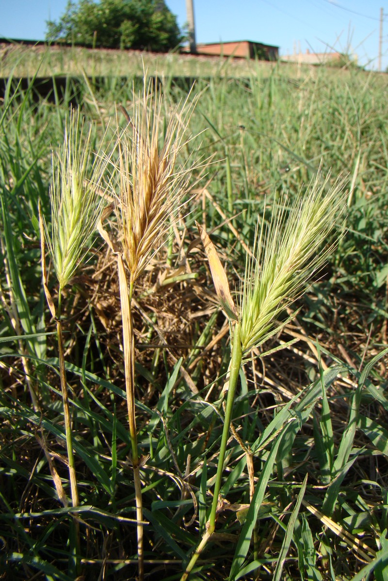 Image of genus Hordeum specimen.