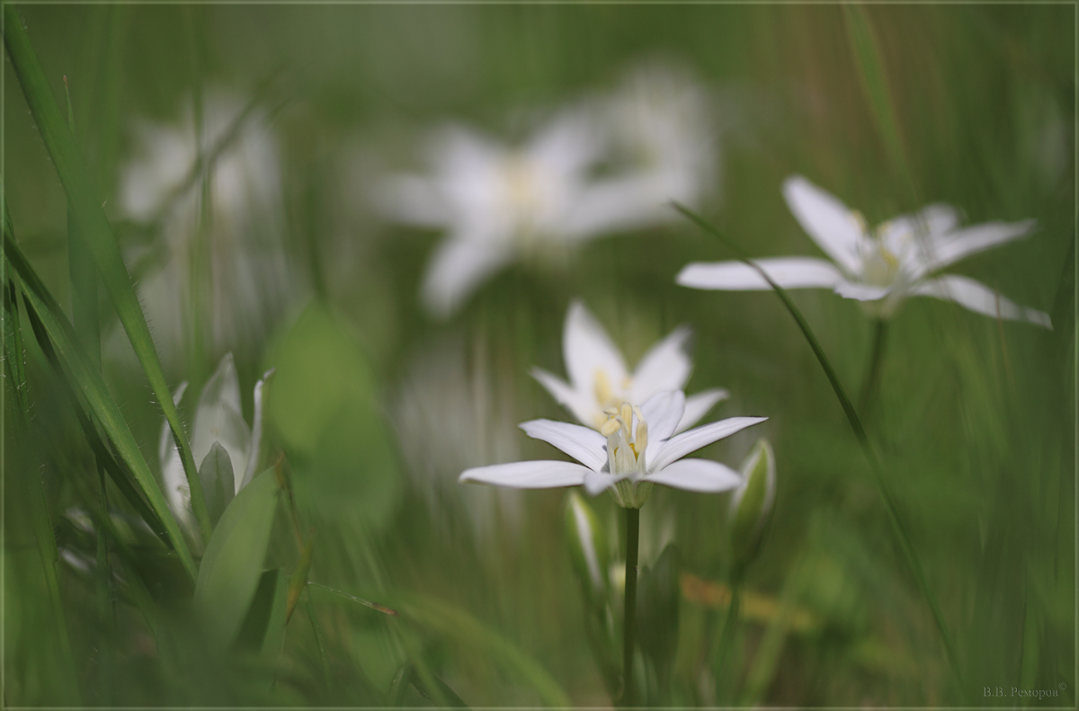 Image of Ornithogalum woronowii specimen.