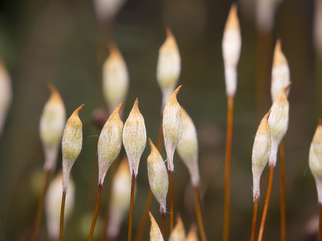 Изображение особи Polytrichum juniperinum.