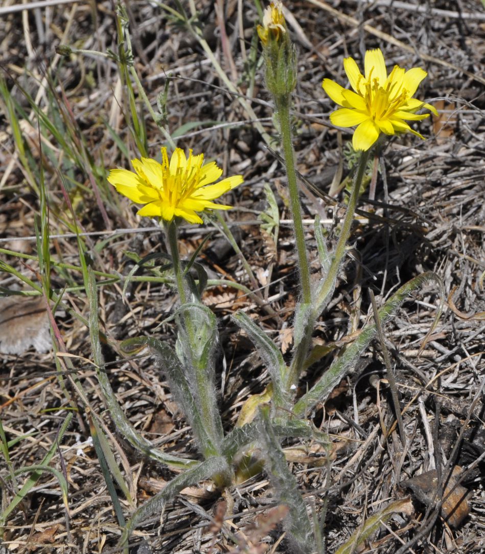 Image of Scorzonera sublanata specimen.