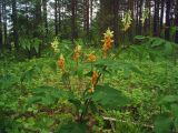 Lathyrus gmelinii. Цветущее растение. Свердловская обл., окр. г. Североуральск, опушка лиственично-сосново-елового леса с примесью берёзы. 24.06.2007.