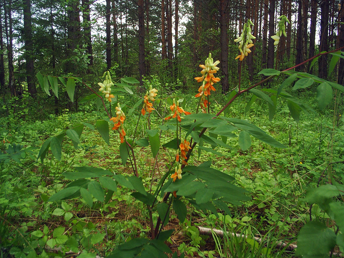 Image of Lathyrus gmelinii specimen.