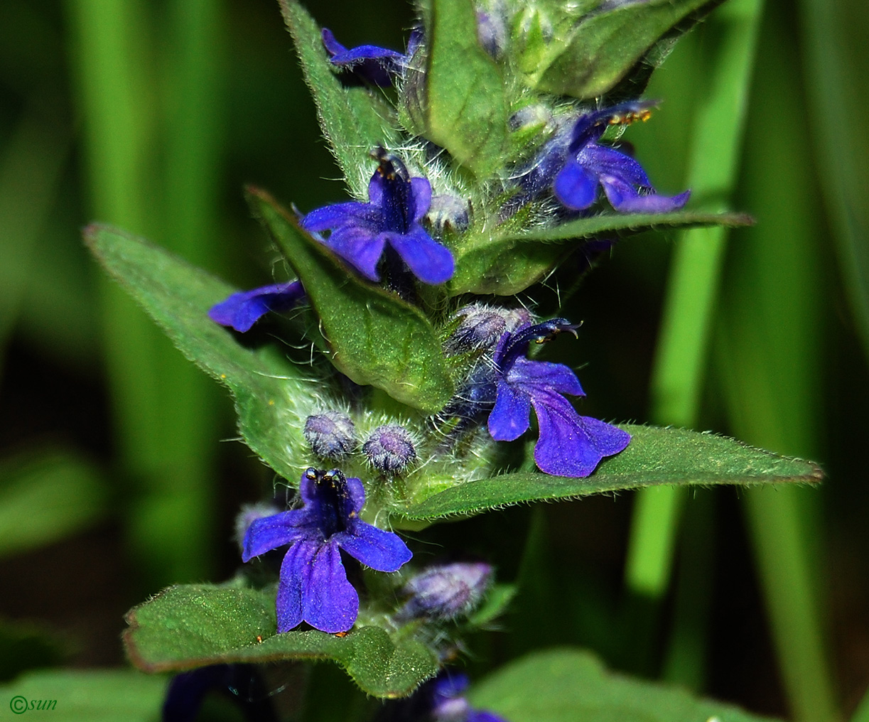 Image of Ajuga genevensis specimen.