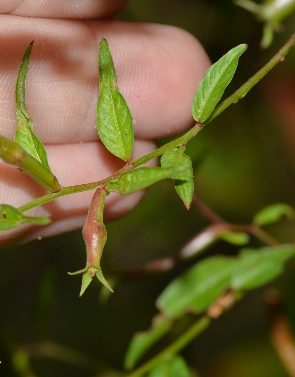 Image of Ludwigia hyssopifolia specimen.