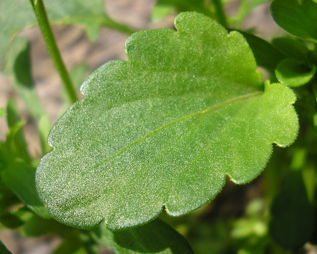 Image of Viola matutina specimen.