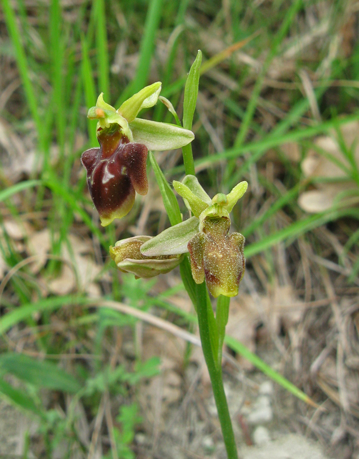 Image of Ophrys mammosa ssp. caucasica specimen.