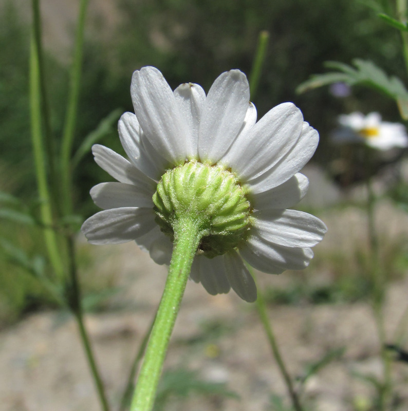 Image of Pyrethrum glanduliferum specimen.