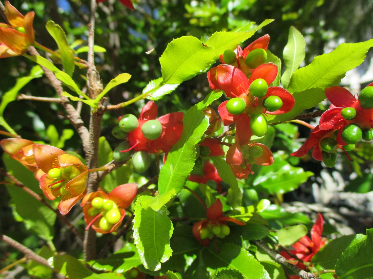 Image of Ochna serrulata specimen.