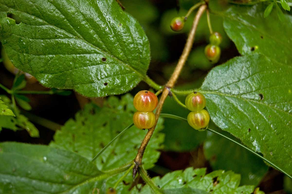 Image of Lonicera xylosteum specimen.