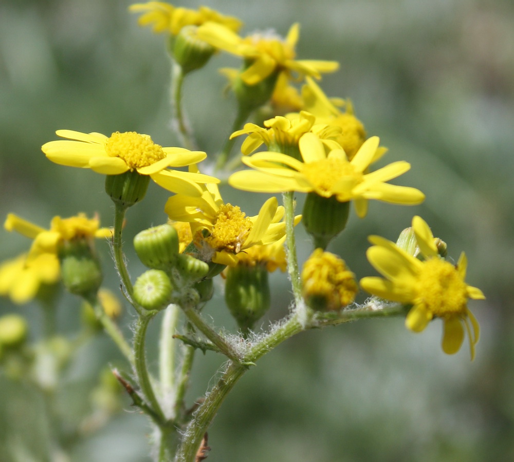 Image of Senecio vernalis specimen.