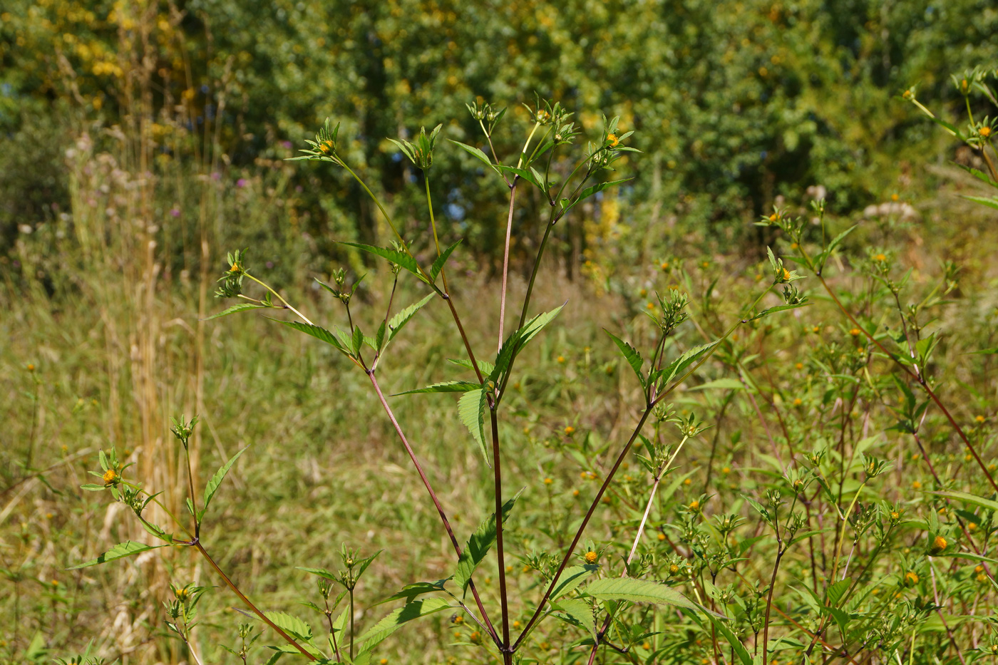 Image of Bidens frondosa specimen.