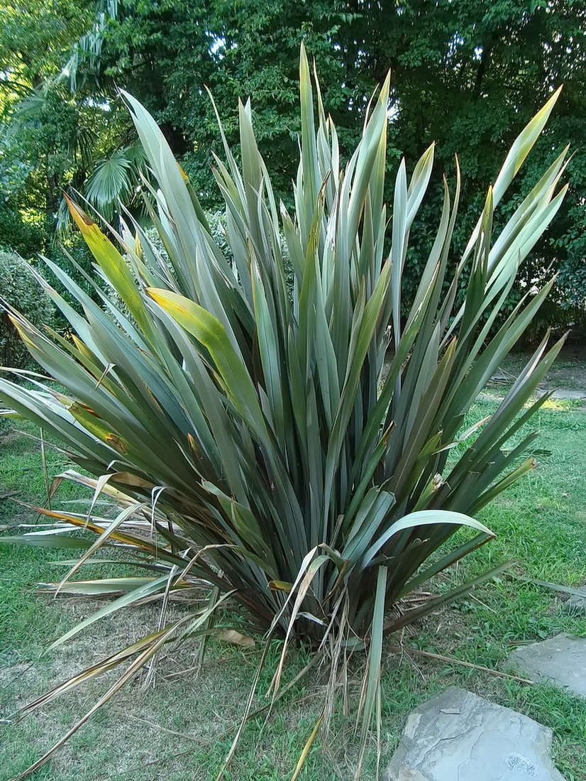 Image of Phormium tenax specimen.