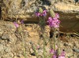 Pedicularis rubens. Верхушки цветущих растений. Иркутская обл., побережье оз. Байкал в р-не Малого Моря, скалистый береговой склон в сторону зал. Куркут. 21.06.2017.