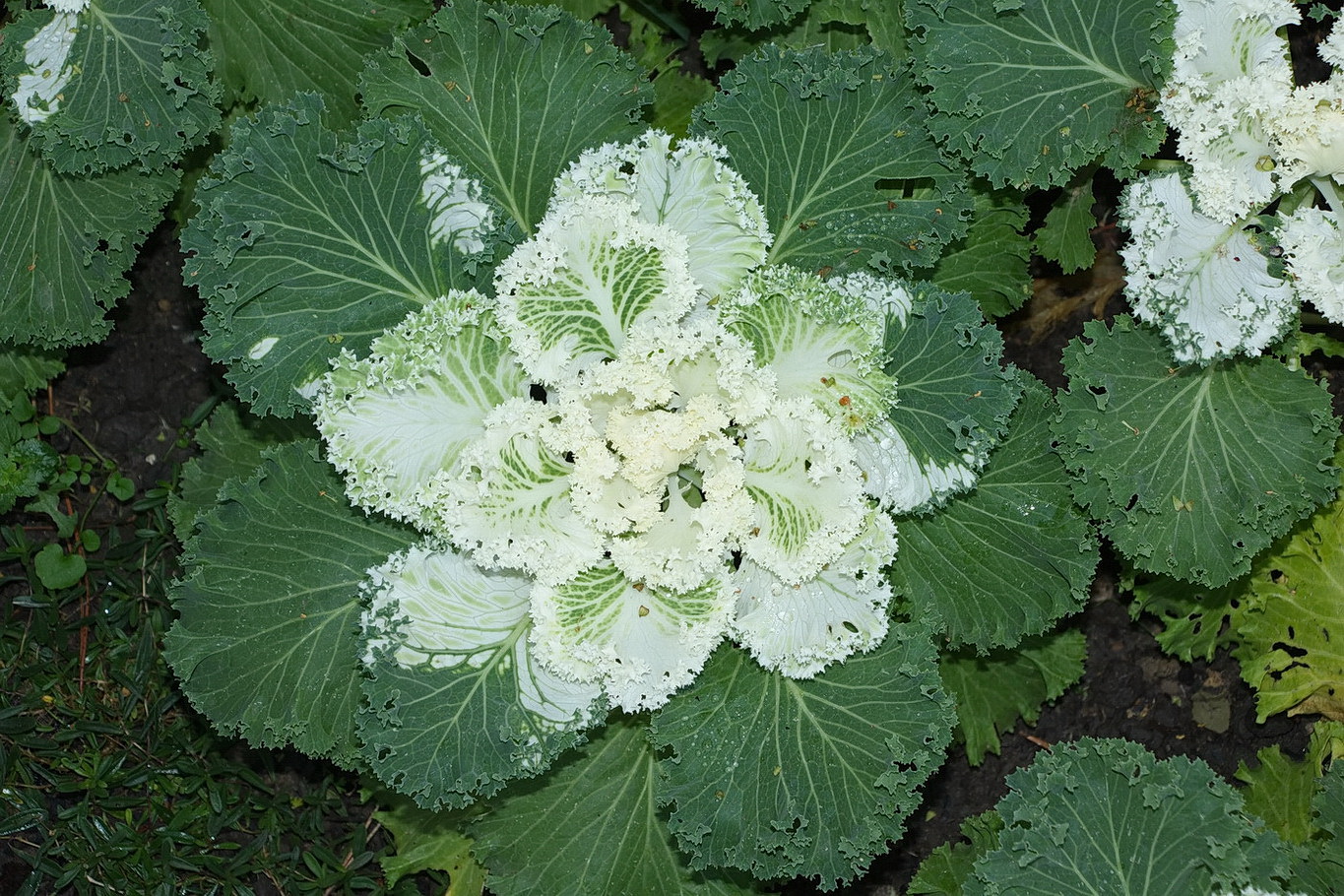 Image of Brassica oleracea var. viridis specimen.