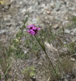 Dianthus capitatus. Верхушка цветущего растения. Горный Крым, гора Южная Демерджи. 21.06.2009.