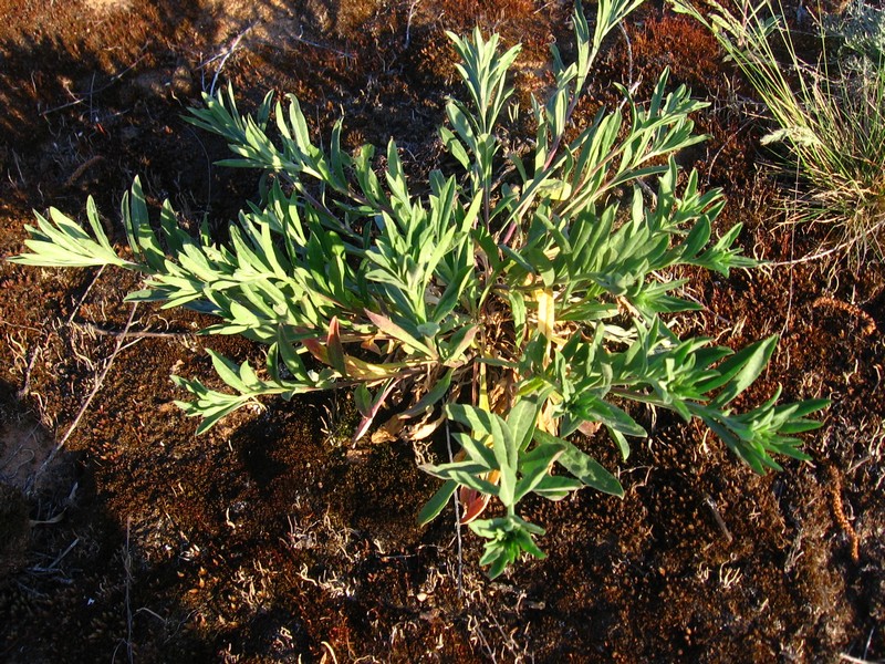 Image of Berteroa incana specimen.